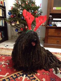 one animal
