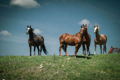 Horses on field