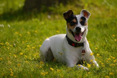 Portrait of ratonero bodeguero andaluz dog sitting on grassy field