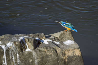 Bird perching on rock