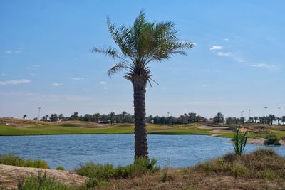 Palm tree on riverbank