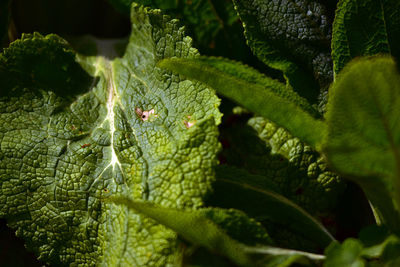 Close-up of insect on leaves