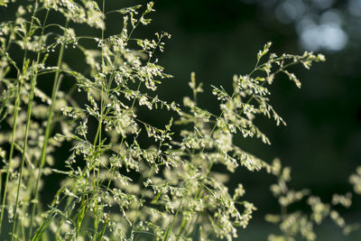 Close-up of flowering plant