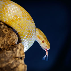 Close-up of a lizard