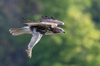 Close-up of red-tailed hawk in flight