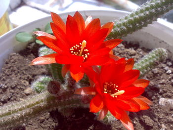 Close-up of red flower
