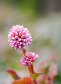 Close-up of pink flowering plant