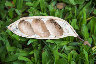 High angle view of bread on leaves