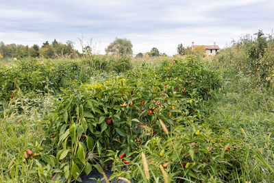 Plants growing on field against sky