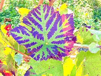 High angle view of maple leaves on field