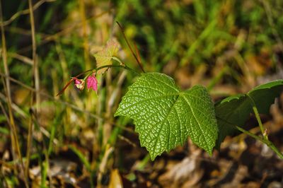 Close-up of green leaves