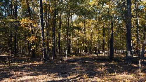 Trees in forest during autumn