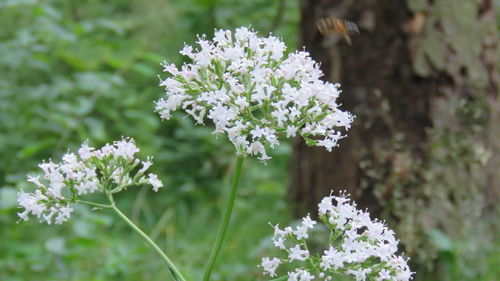 Close-up of white flowers growing on plant