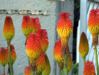 Close-up of red flowering plant against wall