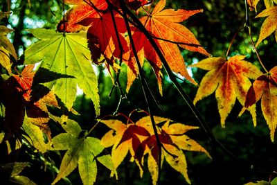 Close-up of leaves on tree