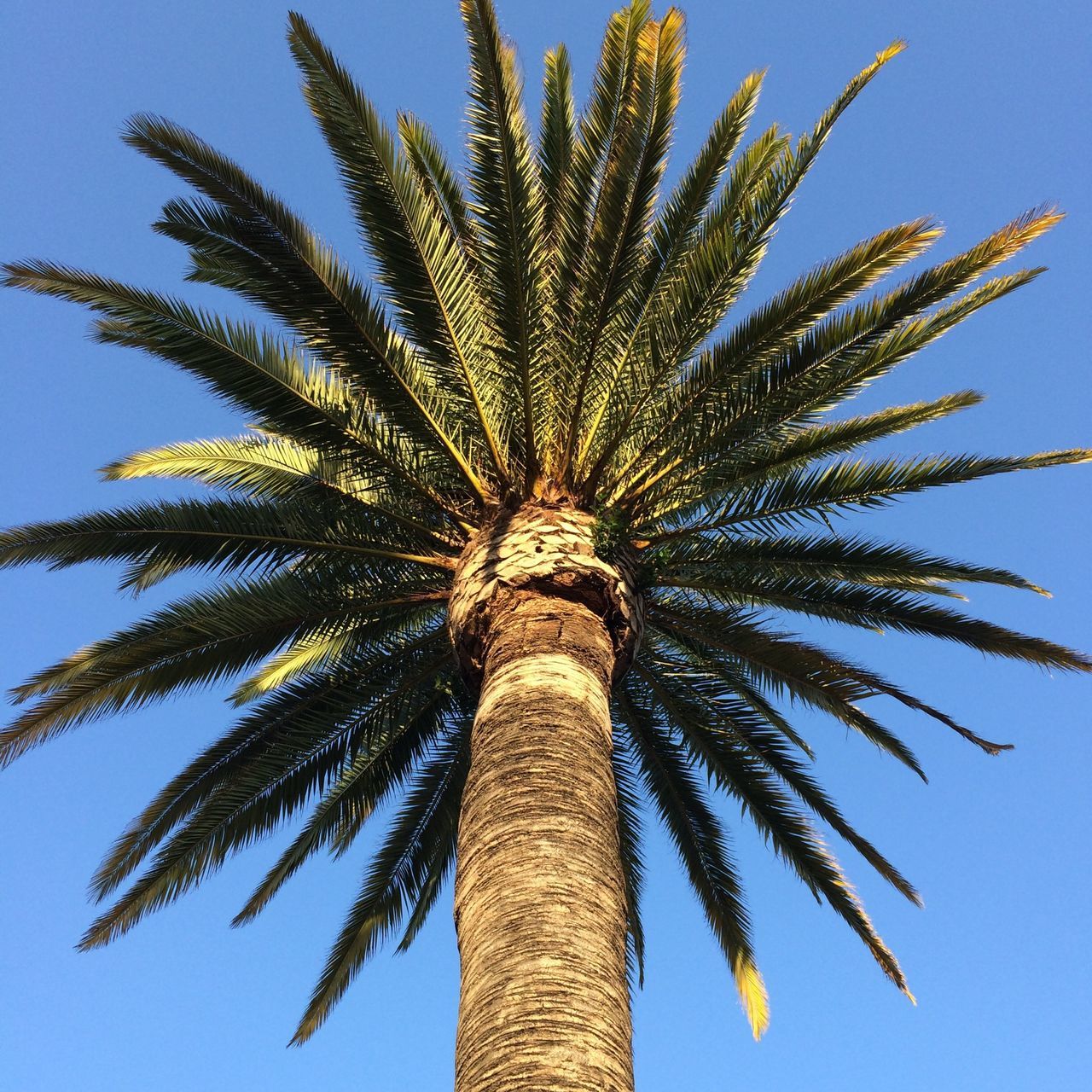 low angle view, palm tree, clear sky, blue, tree, growth, tree trunk, palm leaf, nature, tall - high, sky, coconut palm tree, tranquility, sunlight, day, tropical tree, no people, outdoors, beauty in nature, palm frond