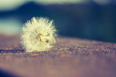 Close-up of dandelion flower