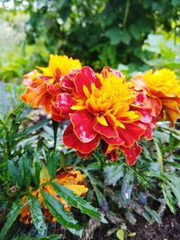 Close-up of yellow flowers blooming outdoors