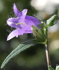 Close-up of plant against blurred background