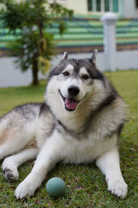 Dog relaxing on field