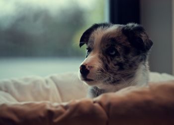 Close-up of dog at home