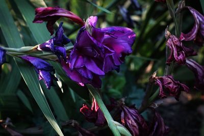 Close-up of purple flowering plants