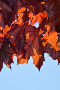 Low angle view of maple leaves against sky