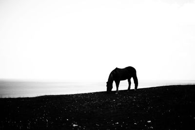 Silhouette horse on beach against sky