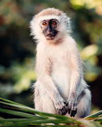 Portrait of monkey sitting on tree