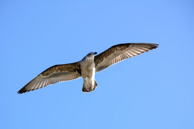 Low angle view of eagle flying against clear blue sky