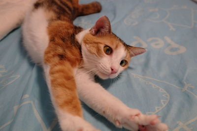 High angle view of cat lying on bed