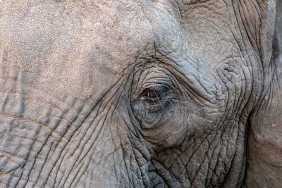 Close-up of elephant