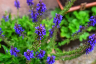 Close-up of purple flowering plants