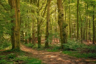 Trees growing in forest