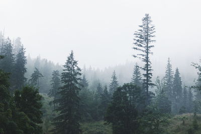 Pine trees in forest against sky