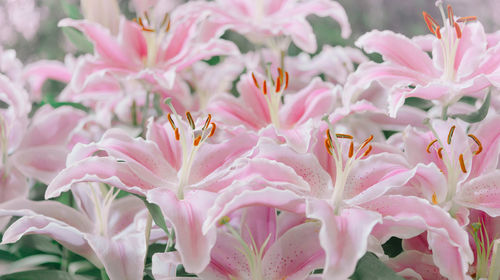 Close-up of pink flowering plants