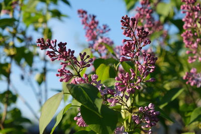 Close-up of purple flowering plants