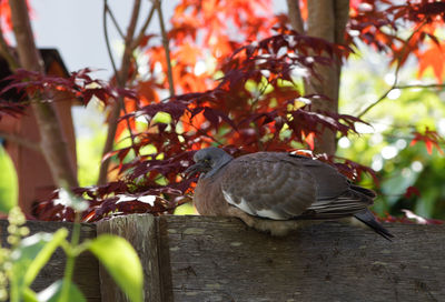 Close-up of bird perching on tree