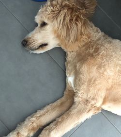 High angle view of dog relaxing at home