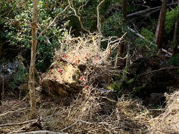 High angle view of cat on field in forest