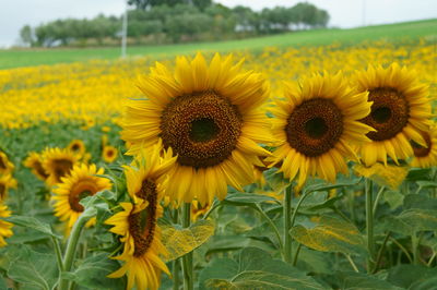 Sunflowers blooming on field