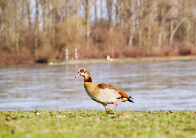 Bird on rock at lakeshore