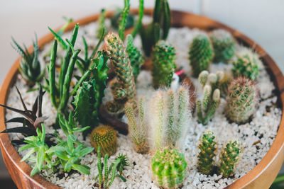 High angle view of potted plants
