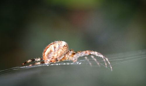 Close up of a spider