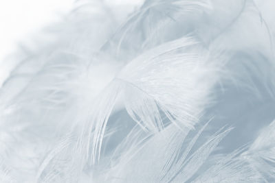 Close-up of feather