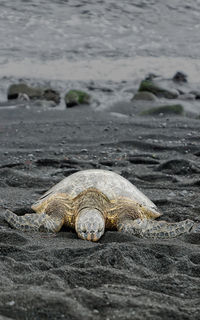 Close-up of turtle in water