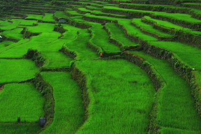 High angle view of rice field