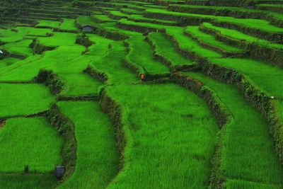 Rice terraces