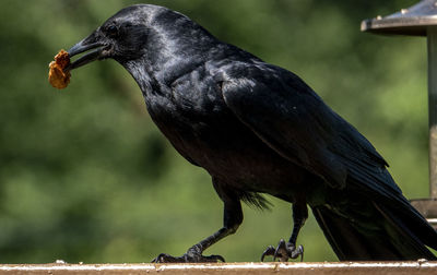 Raven poses on the deck after finding a snack.