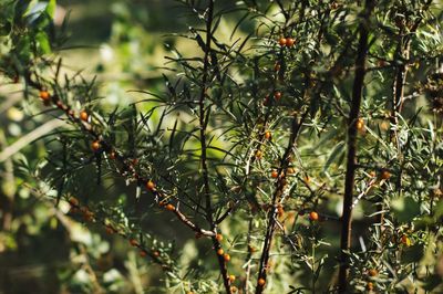 Berries growing on rowan tree